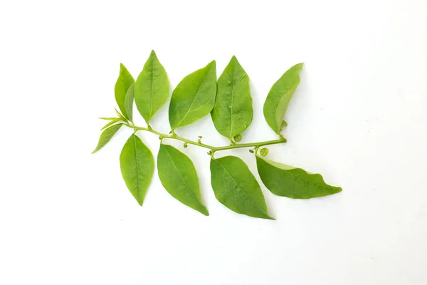 stock image heap of green fresh raw melientha suavis pierre (thai call pak wan tree) vegetable isolated on white background. young leaves to leaves a variety of dishes, both boiled and stir fried.