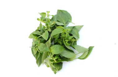 Taze taze taze taze fesleğen yaprağı yığını veya (Bilimsel adı Ocimum americanum) beyaz arka planda izole edilmiş. Sebze bahçesi ya da bitki pişirmek için sebzeler..