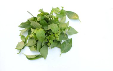 Taze taze taze taze fesleğen yaprağı yığını veya (Bilimsel adı Ocimum americanum) beyaz arka planda izole edilmiş. Sebze bahçesi ya da bitki pişirmek için sebzeler..