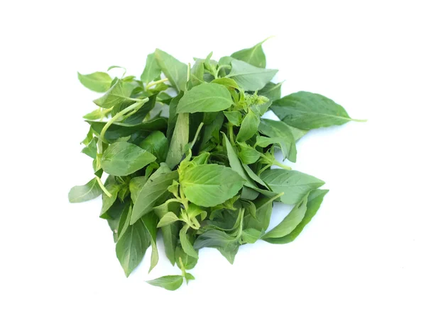 stock image Heap of Green fresh raw Hairy basil leaf or (Scientific name Ocimum americanum) isolated on white background. Vegetables for cooking vegetable garden or herb.