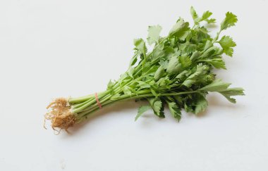 yakın ve düz uzanmış kişniş (kişniş) taze yeşil sebzeler bırakır ve beyaz bir arkaplanda izole eder