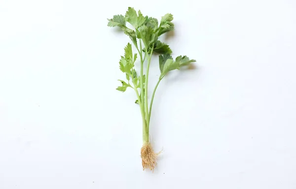 Yakın Düz Uzanmış Kişniş Kişniş Taze Yeşil Sebzeler Bırakır Beyaz — Stok fotoğraf