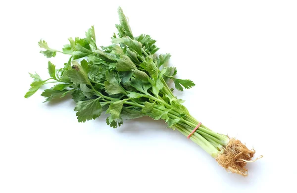 クローズアップとフラットレイコリアンダー Cilantro は新鮮な緑の野菜を残し 白い背景に隔離します — ストック写真