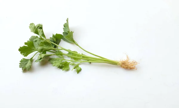 芹菜茎和生有叶子的新鲜根部 在白色的背景下隔离 — 图库照片