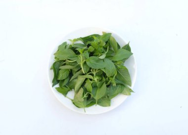Tüylü Basil veya Limonlu Fesleğen Bitkisi (Ocimum citriodorum) beyaz bir zeminde taze yeşil bir tabakta taze çiğ bırakır.