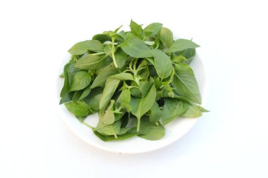 Tüylü Basil veya Limonlu Fesleğen Bitkisi (Ocimum citriodorum) beyaz bir zeminde taze yeşil bir tabakta taze çiğ bırakır.