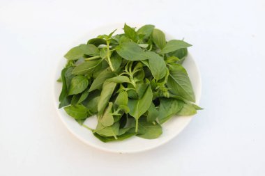 Tüylü Basil veya Limonlu Fesleğen Bitkisi (Ocimum citriodorum) beyaz bir zeminde taze yeşil bir tabakta taze çiğ bırakır.