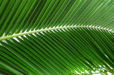 Koyu yeşil hindistan cevizi tropikal yaprağının güzel dokusu. Metin veya görüntü arkaplan tasarımı için bize alan kullan..