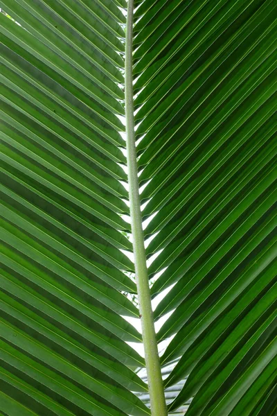 Hermosa Textura Hoja Tropical Coco Verde Oscuro Úsenos Espacio Para — Foto de Stock
