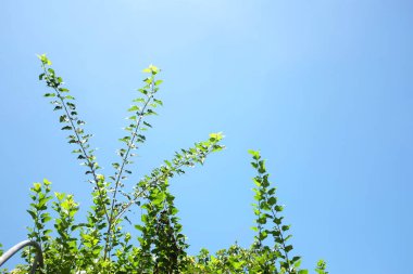 Parkta taze yeşil ağaçlar, beyaz bulutlar, mavi gökyüzü, akşam