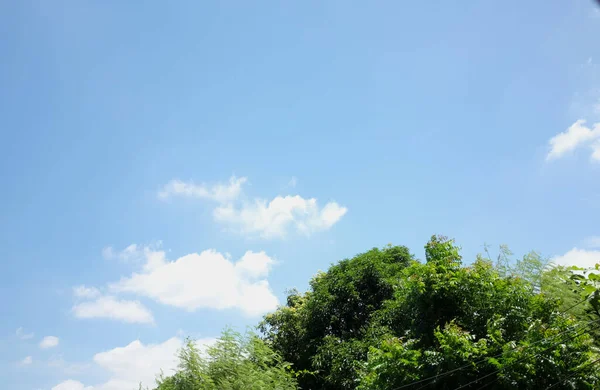 Свіжі Зелені Дерева Красивому Парку Білими Хмарами Блакитне Небо Увечері — стокове фото