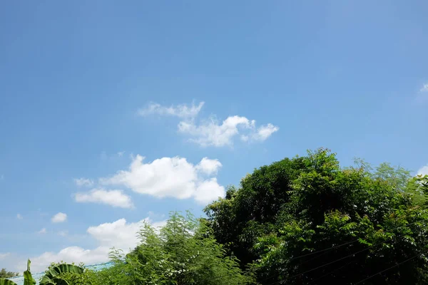 Pohon Hijau Segar Taman Yang Indah Dengan Awan Biru Putih — Stok Foto