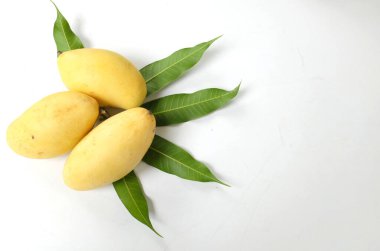 Taze, organik, olgun, sarı mango meyveleri ve beyaz bir arka planda izole edilmiş yaprakları kopyalayın. Tayland 'da tropik meyve