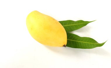 Taze, organik, olgun, sarı mango meyveleri ve beyaz bir arka planda izole edilmiş yaprakları kopyalayın. Tayland 'da tropik meyve