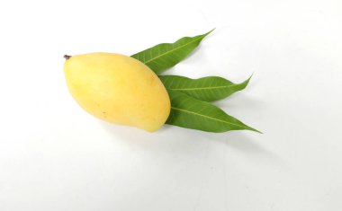 Taze, organik, olgun, sarı mango meyveleri ve beyaz bir arka planda izole edilmiş yaprakları kopyalayın. Tayland 'da tropik meyve