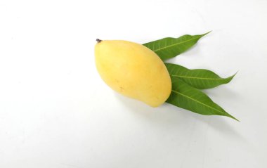 Taze, organik, olgun, sarı mango meyveleri ve beyaz bir arka planda izole edilmiş yaprakları kopyalayın. Tayland 'da tropik meyve