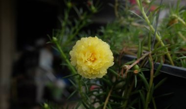 Purslane, Little Hogweed, Pusley, Verdolaga (Portulaca oleracea L.) yaprak ekseninde veya dalların ucunda tek bir çiçek bulunur. Yapraklar tek katmanlı, kırılgan, dalgalı yapraklar.. 