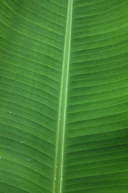 Yağmurdan sonra su damlacıkları ile güzel yeşil muz yaprağı, lea üzerinde temiz su damlacıkları, yeşil tonda görüntü ilkbahar yaz doğa çevre kavramı