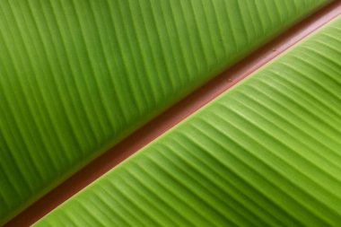 Taze muz izinlerinin üst görünüm yapısı. Metin veya resim arkaplan tasarımı için bize yer açın.