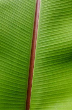 Taze muz izinlerinin üst görünüm yapısı. Metin veya resim arkaplan tasarımı için bize yer açın.