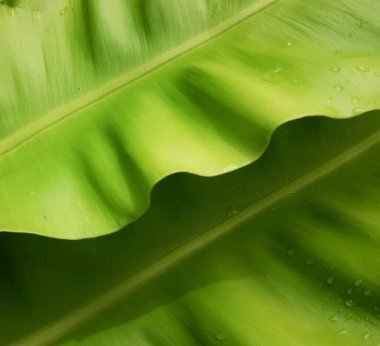 Güzel kuş yuvası eğreltiotu yapraklı eğreltiotu (Asplenium nidus), Aspleniaceae familyasından epifiz bir eğreltiotu türü.