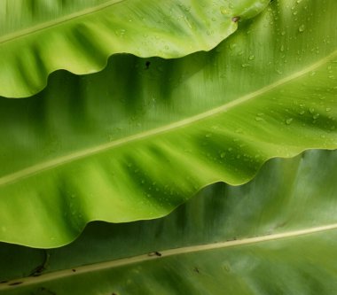 Güzel kuş yuvası eğreltiotu yapraklı eğreltiotu (Asplenium nidus), Aspleniaceae familyasından epifiz bir eğreltiotu türü.