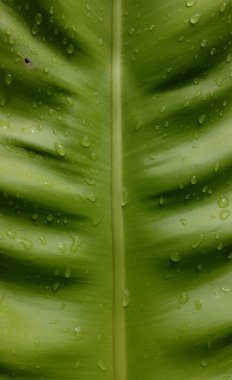 Güzel kuş yuvası eğreltiotu yapraklı eğreltiotu (Asplenium nidus), Aspleniaceae familyasından epifiz bir eğreltiotu türü.