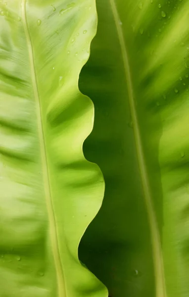 Close-up beautiful Bird's nest fern leafbackground Governor fern (Asplenium nidus)  epiphytic species of fern in the family Aspleniaceae,leaf nature background at spring or summer