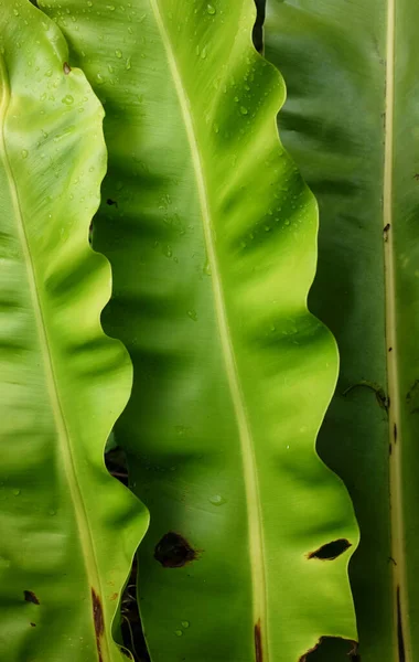 Close-up beautiful Bird's nest fern leafbackground Governor fern (Asplenium nidus)  epiphytic species of fern in the family Aspleniaceae,leaf nature background at spring or summer