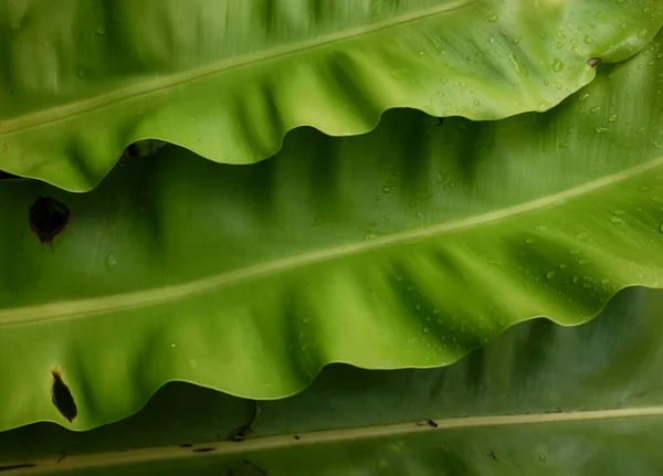 Close-up beautiful Bird\'s nest fern leafbackground Governor fern (Asplenium nidus)  epiphytic species of fern in the family Aspleniaceae,leaf nature background at spring or summer