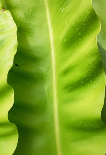 Güzel Kuş Yuvası Eğreltiotu Yapraklı Eğreltiotu Asplenium Nidus Aspleniaceae Familyasından — Stok fotoğraf