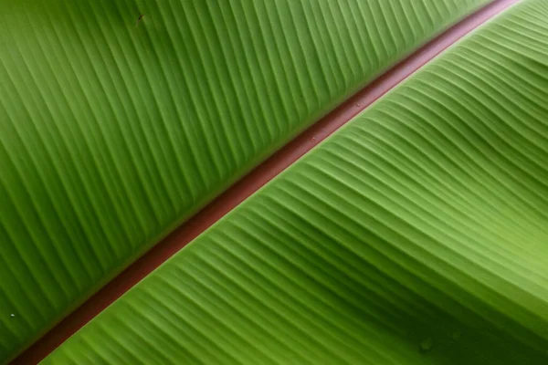 stock image top view structure of fresh banana leaves.use us space for text or image backdrop design.