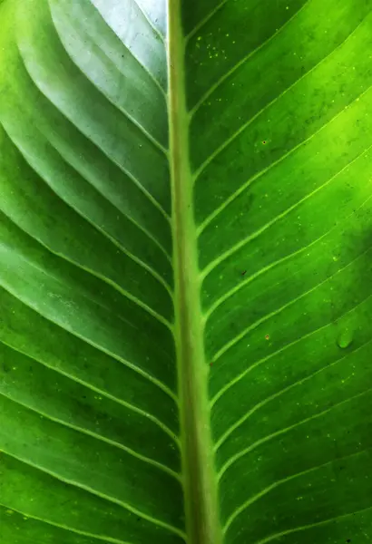 Zblízka Shora Pohled Krásné Čerstvé Zelené Listy Zvýrazněné Sluncem Rostlina — Stock fotografie