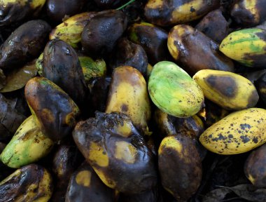 Heap of rotten mango,bad mango,numerous overripe Mangoes going to waste.Waste food concept clipart