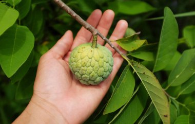 Bahçede taze elma şekeri, kremalı elma, tatlandırıcı, annona (annona squamosa) tutan genç kız.