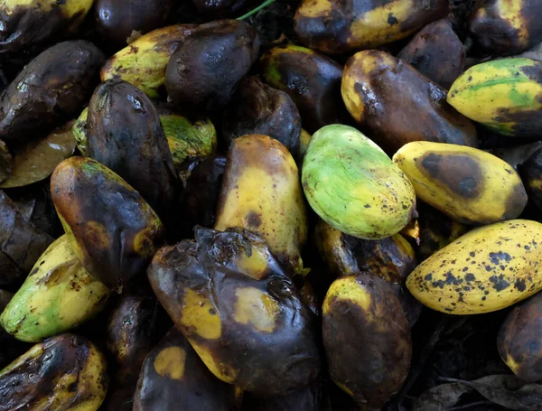 Çürük mango yığını, kötü mango, çürümüş mango ziyan olacak.