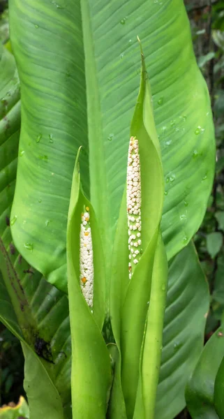 Spathiphyllum Spp 스패스 아시아와 태국에서 신선한 잎으로 알려진 — 스톡 사진