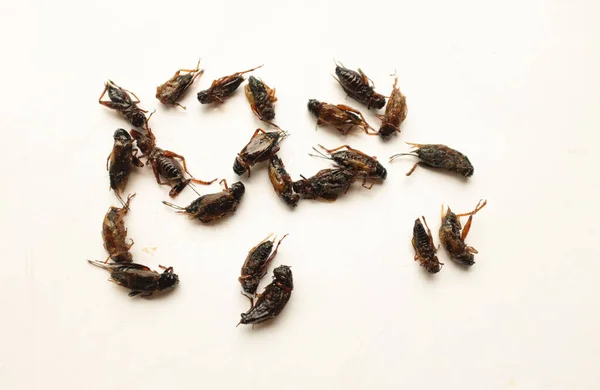 Gebakken Insect Huis Gebakken Krekel Gebakken Insecten Met Zout Isoleren — Stockfoto