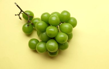 Bir demet taze yeşil parlak muscat (vitis vinifera) üzümü ve yaprağı güzel sarı bir arka damlada izole edilmiş. Yeşil üzümler. Japon üzümleri.