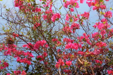 Bir yaz tatili kapanışı kağıt çiçek, (bougainvillea) pembe çiçekler sabah mavi gökyüzü arkaplan .arkaplan. Tayland Ağacı renkli.