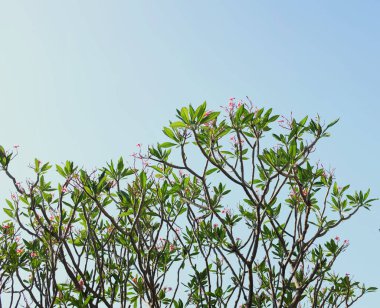 Üst manzara bir yaz tayland ve pembe plumeria (frangipani), pembe çiçekler sabah mavi gökyüzü arkaplanı. Arka plan. Tayland-Ağaç renkleri.Plumeria 'nın Arkaplanı (frangipa