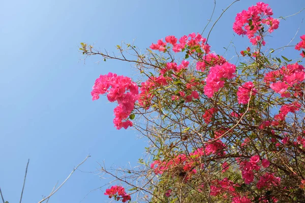 Close Uma Flor Papel Tailândia Verão Bougainvillea Rosa Flores Bonitas — Fotografia de Stock