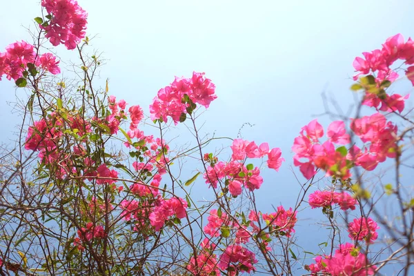 Zamknąć Lato Tajlandia Kwiat Papieru Bougainvillea Różowy Piękne Kwiaty Kwiat — Zdjęcie stockowe