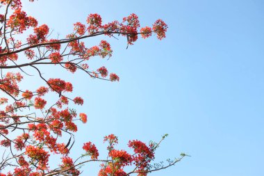 Güzel kırmızı barbados gururunu kapat, Kızıl Kuş, tavus kuşu, çiçek kaesalpinya pulcherrima (l) ağaçta ve mavi gökyüzünde açan çiçekler