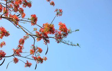 Güzel kırmızı barbados gururunu kapat, Kızıl Kuş, tavus kuşu, çiçek kaesalpinya pulcherrima (l) ağaçta ve mavi gökyüzünde açan çiçekler