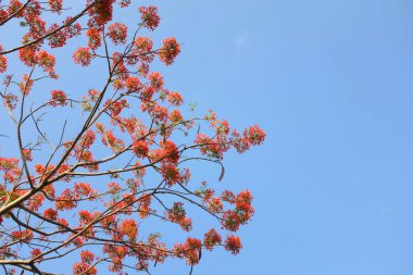 Güzel kırmızı barbados gururunu kapat, Kızıl Kuş, tavus kuşu, çiçek kaesalpinya pulcherrima (l) ağaçta ve mavi gökyüzünde açan çiçekler