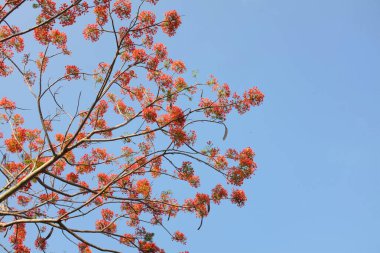 Güzel kırmızı barbados gururunu kapat, Kızıl Kuş, tavus kuşu, çiçek kaesalpinya pulcherrima (l) ağaçta ve mavi gökyüzünde açan çiçekler