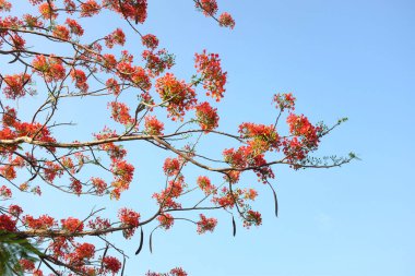 Güzel kırmızı barbados gururunu kapat, Kızıl Kuş, tavus kuşu, çiçek kaesalpinya pulcherrima (l) ağaçta ve mavi gökyüzünde açan çiçekler