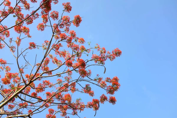 클로즈업 아름다운 빨간색 야만인 자부심 Caesalpinia Pulcherrima 나무와 하늘에 — 스톡 사진