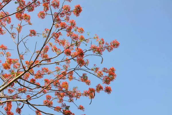 Güzel kırmızı barbados gururunu kapat, Kızıl Kuş, tavus kuşu, çiçek kaesalpinya pulcherrima (l) ağaçta ve mavi gökyüzünde açan çiçekler